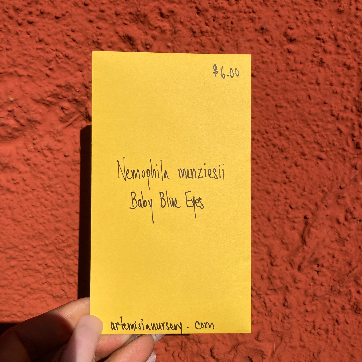 Nemophila menziesii - Baby Blue Eyes Seeds