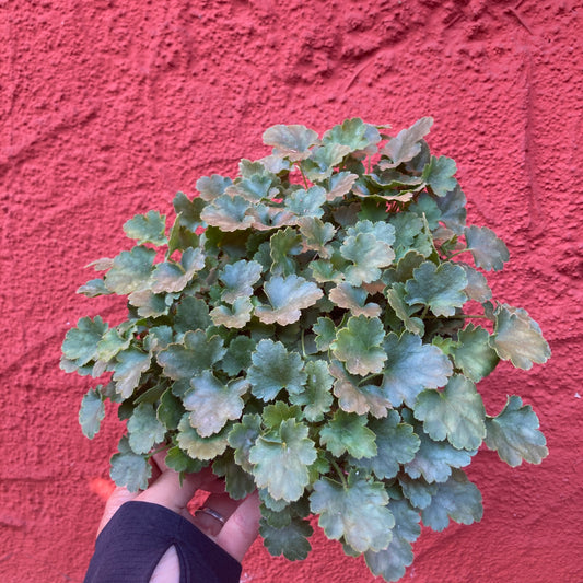 Heuchera 'Dainty Bells' - Dainty Bells Coral Bells