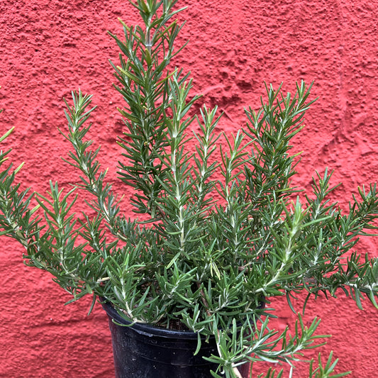 Rosmarinus officinalis 'Blue Spires' - Blue Spires Rosemary