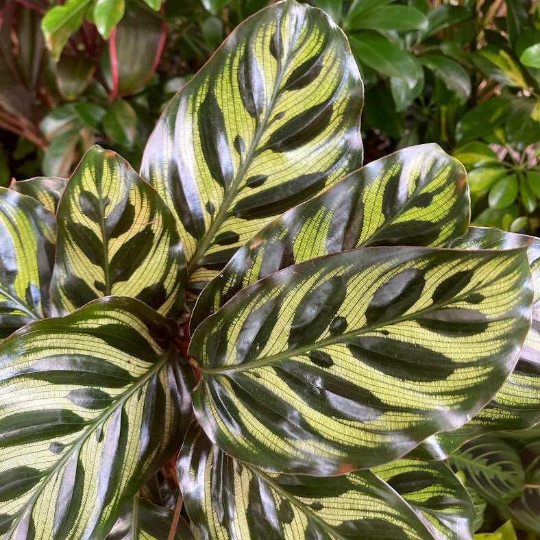 Calathea makoyana - Peacock Plant