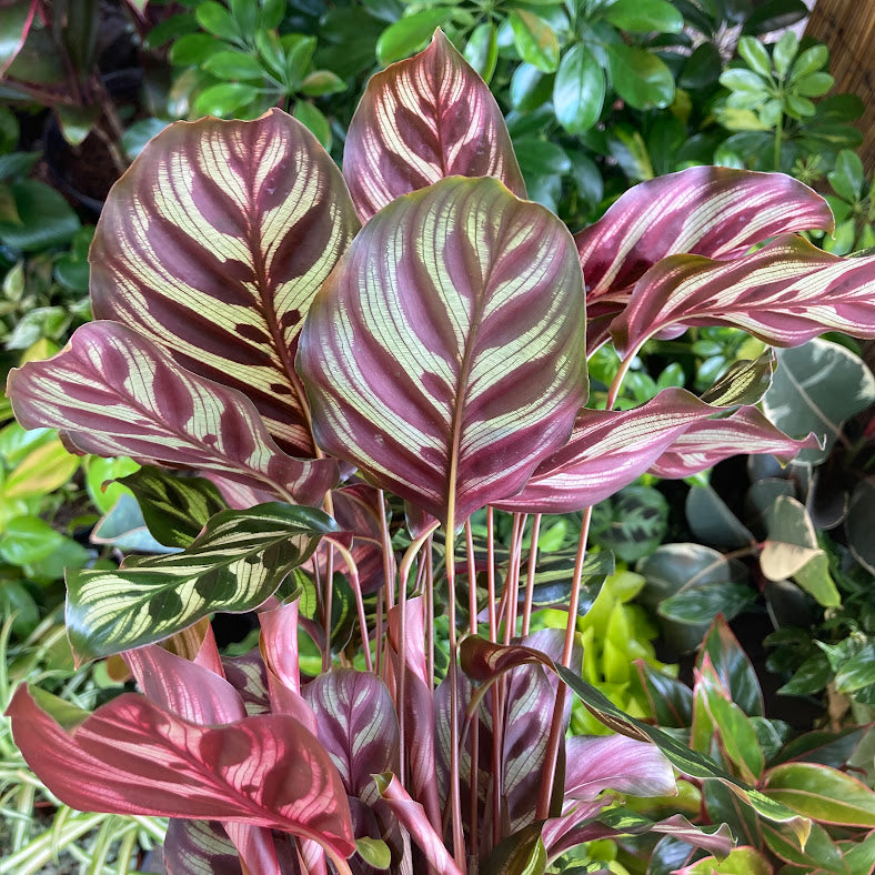 Calathea makoyana - Peacock Plant