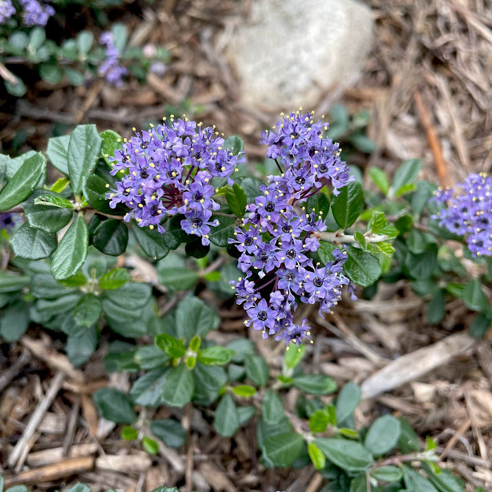 Ceanothus maritimus ‘Valley Violet’ - Valley Violet Ceanothus