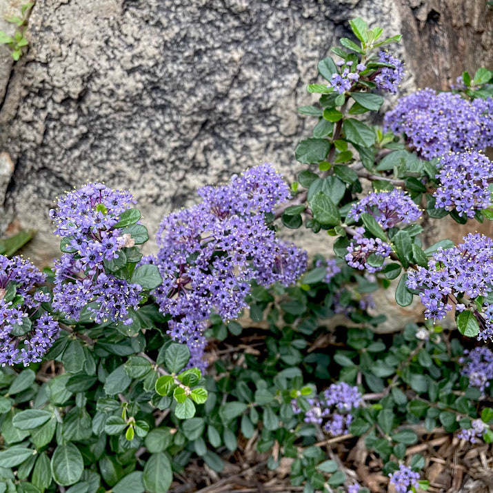 Ceanothus maritimus ‘Valley Violet’ - Valley Violet Ceanothus