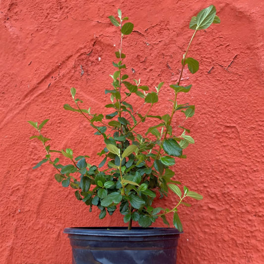 Ceanothus tomentosus - Woollyleaf Ceanothus