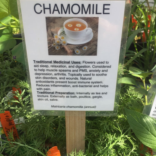 Chamomile