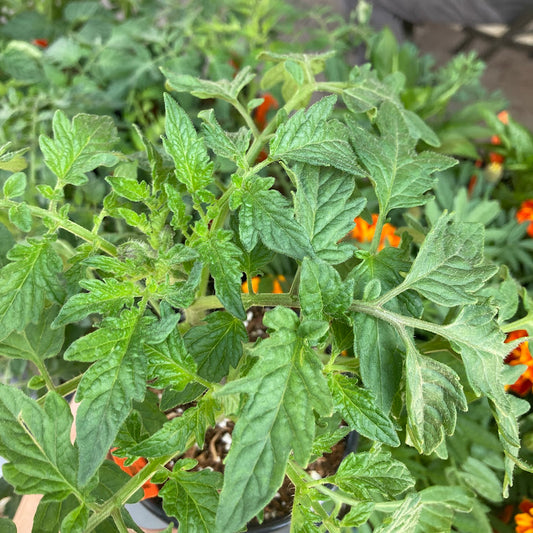 'Cherokee Purple' Tomato