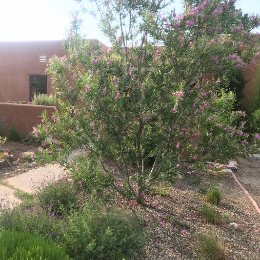 Chilopsis linearis - Desert Willow
