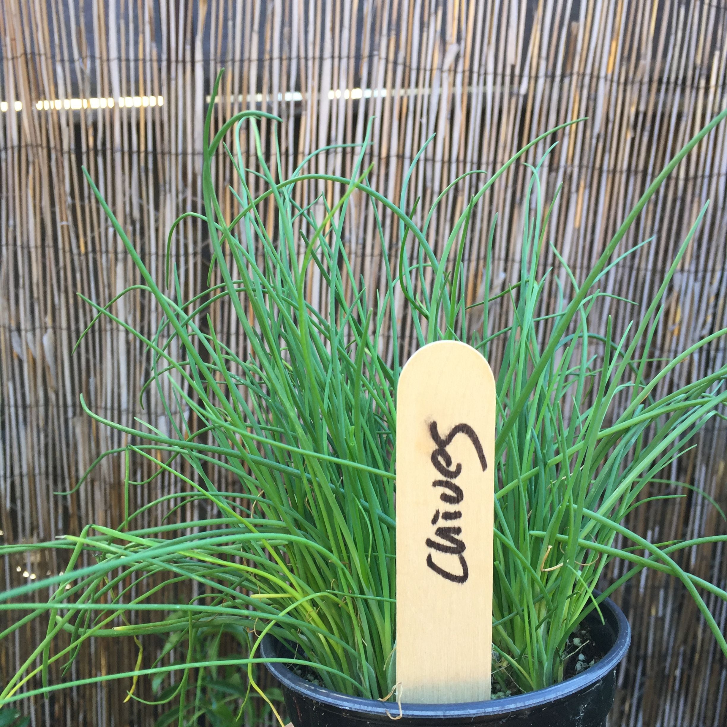 Chives – Artemisia Nursery