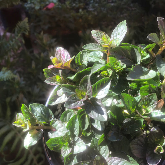 Chocolate Peppermint