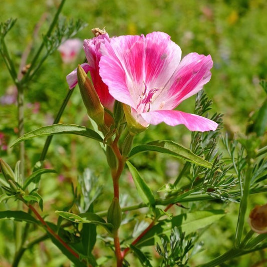 Clarkia amoena - Farewell to Spring
