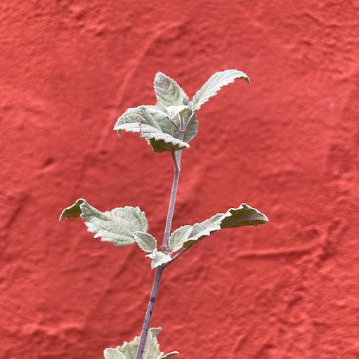 Condea emoryi (syn. Hyptis emoryi) - Desert Lavender