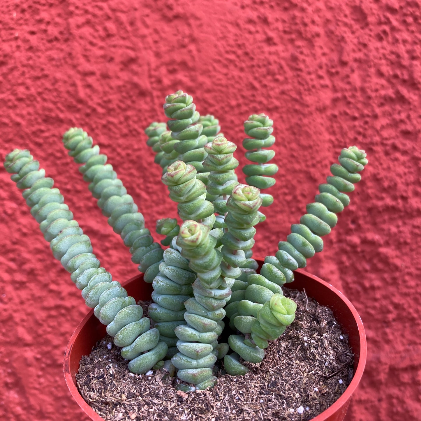 Crassula marnieriana - Worm Plant