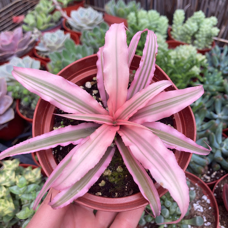 Cryptanthus 'Hot Pink' - Earth Star
