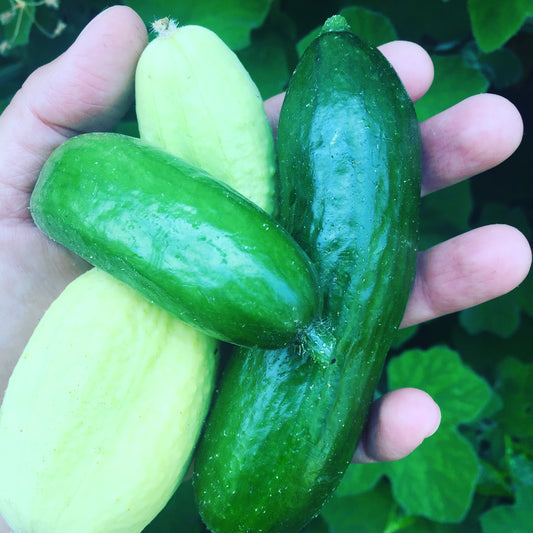 Cucumber 'Mini Me'