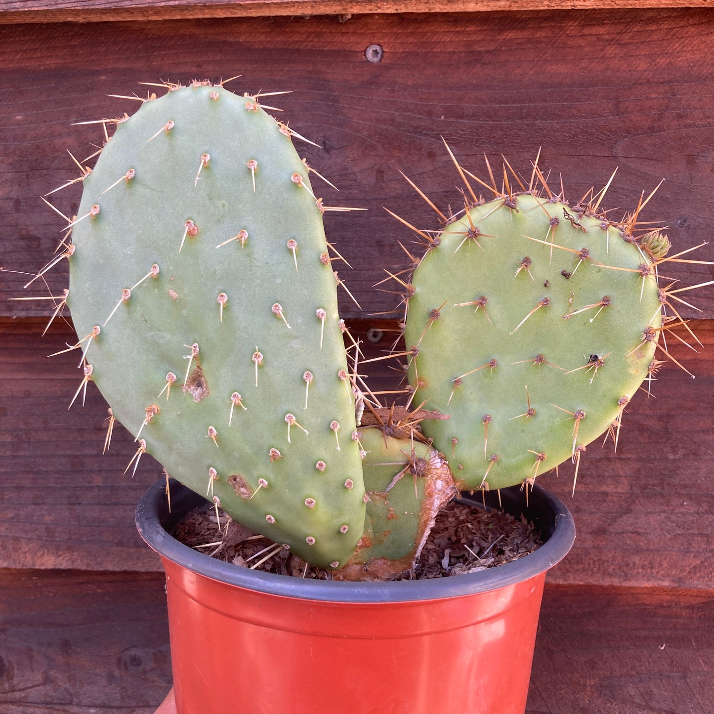 Opuntia oricola - chaparral Pricklypear