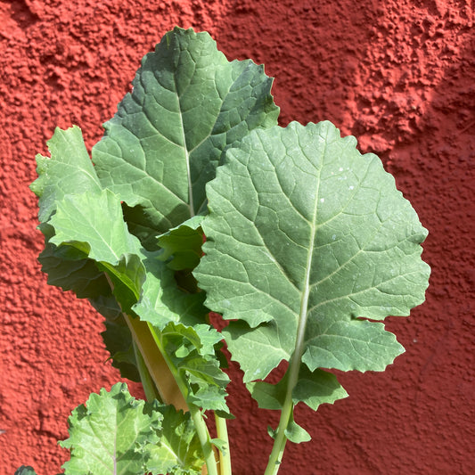 Kale (6 pack)