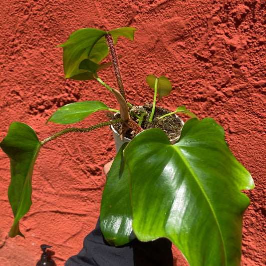 Philodendron Squamiferum