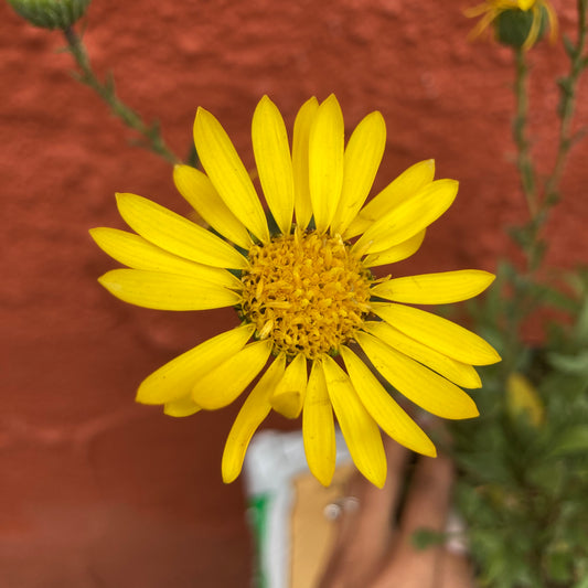 Grindelia stricta var. platyphylla  - Gumweed