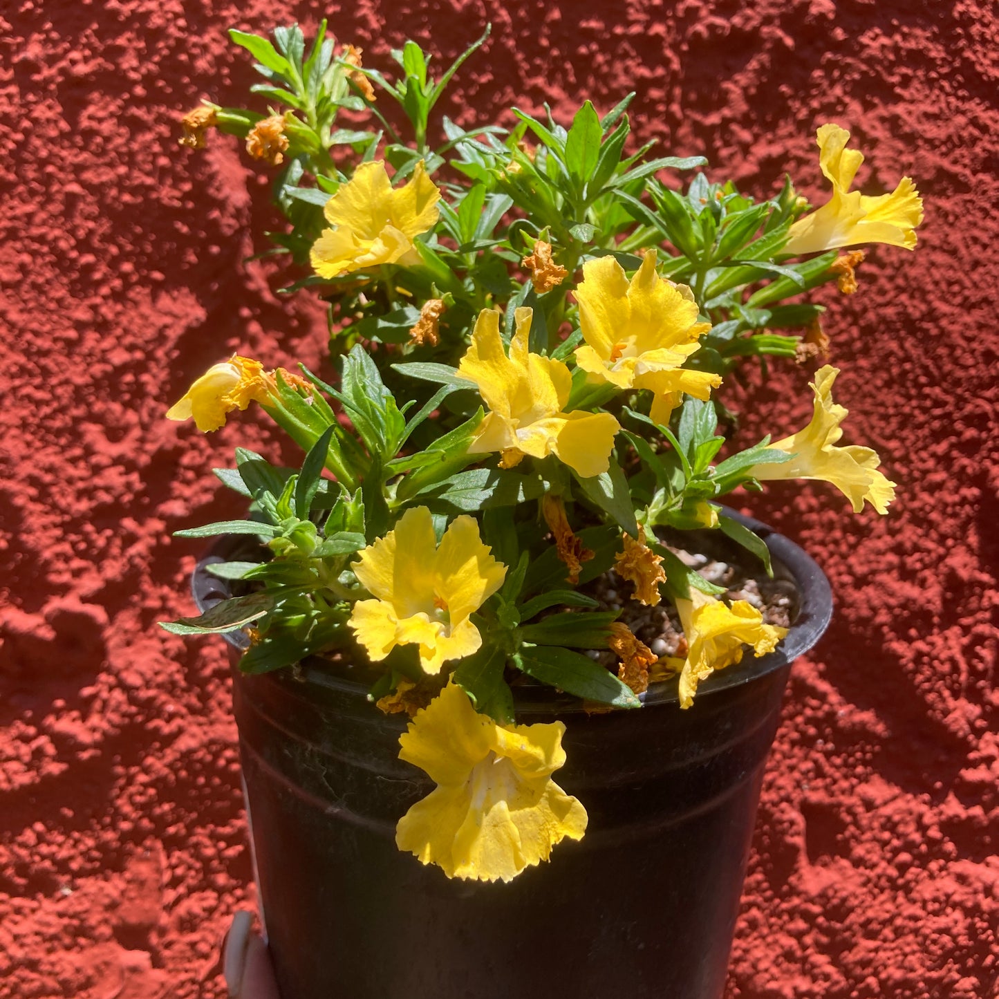 Mimulus 'Burst Lemon'