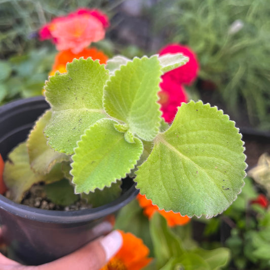 Cuban Oregano