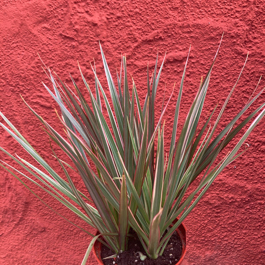 Dracaena marginata 'Bicolor' - Dragon Tree