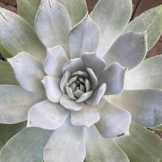 Dudleya brittonii - Giant Chalk Dudleya