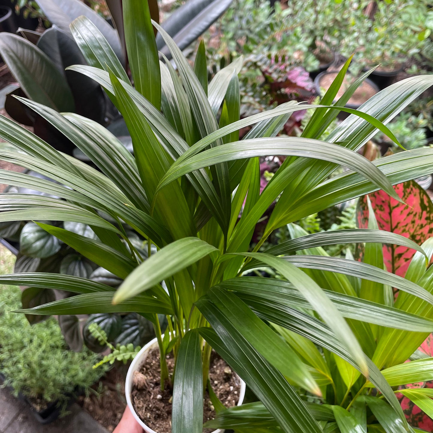 Dypsis lutescens - Areca Palm