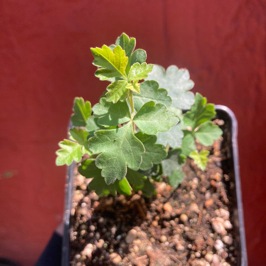 Rhus trilobata - Three-Leaf Sumac