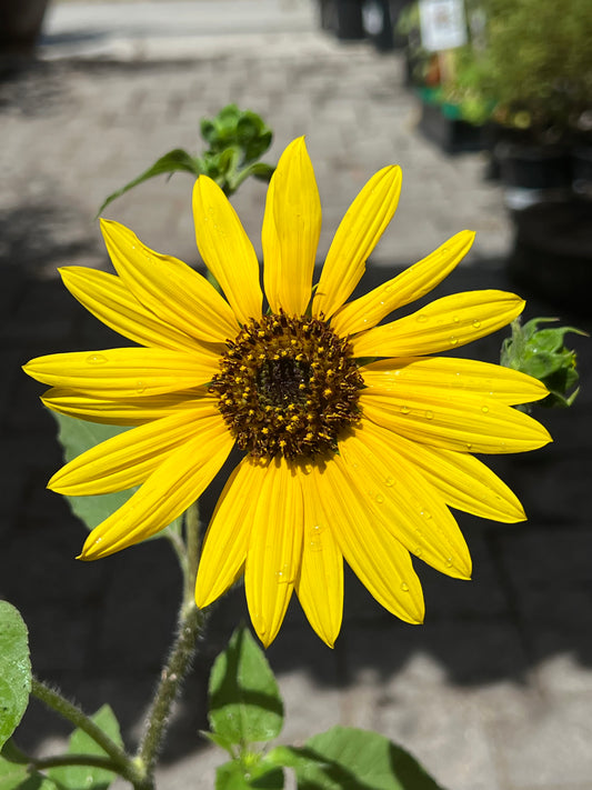 Helianthus annus - Wild Sunflower