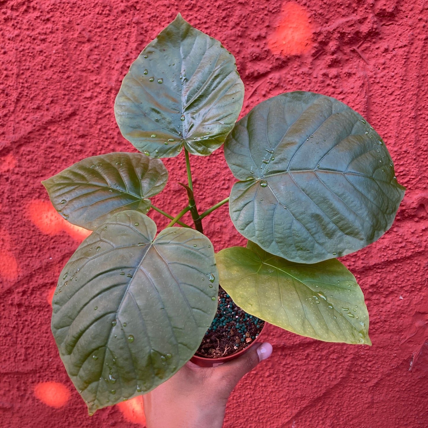 Ficus umbellata - Umbrella Tree Fig