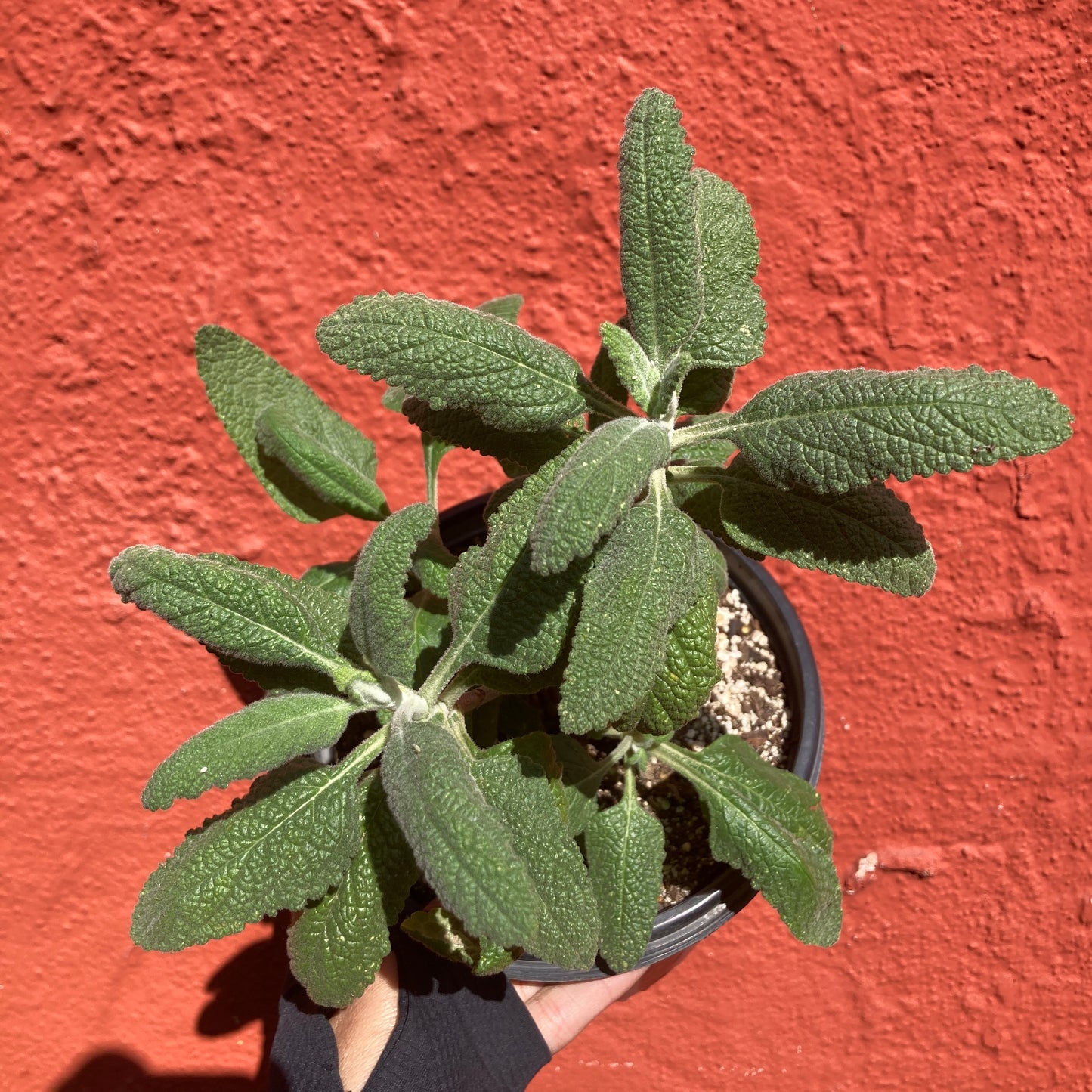 Lepechinia calycina - White Pitcher Sage