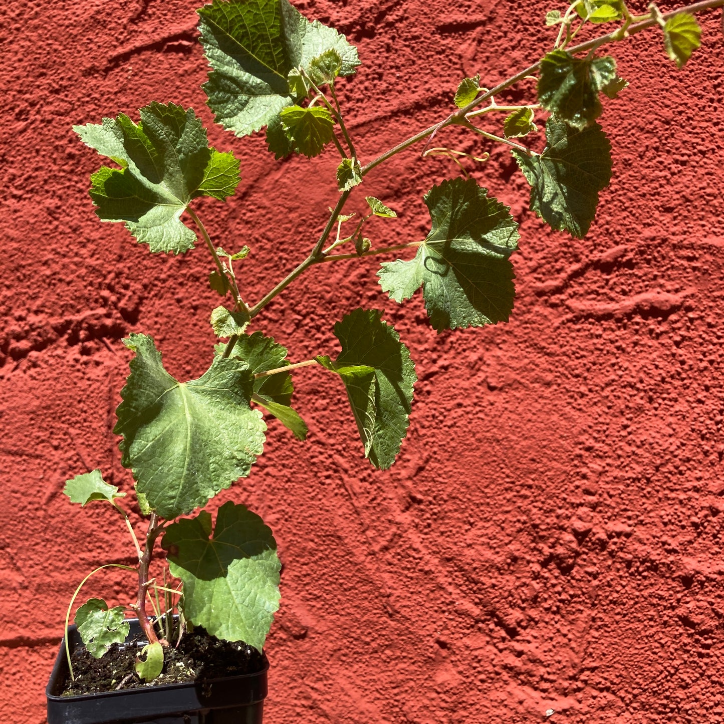 Vitis sp. - Native Grape