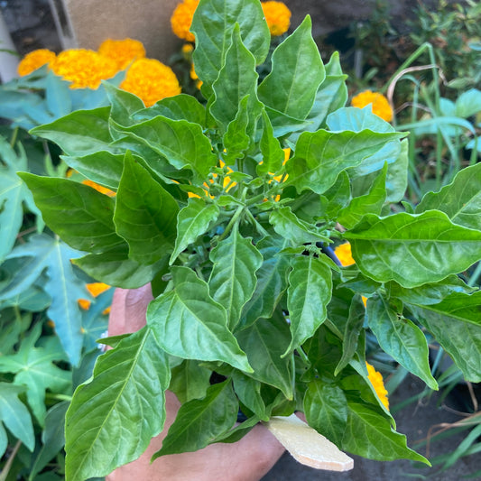 Orange Habanero Pepper