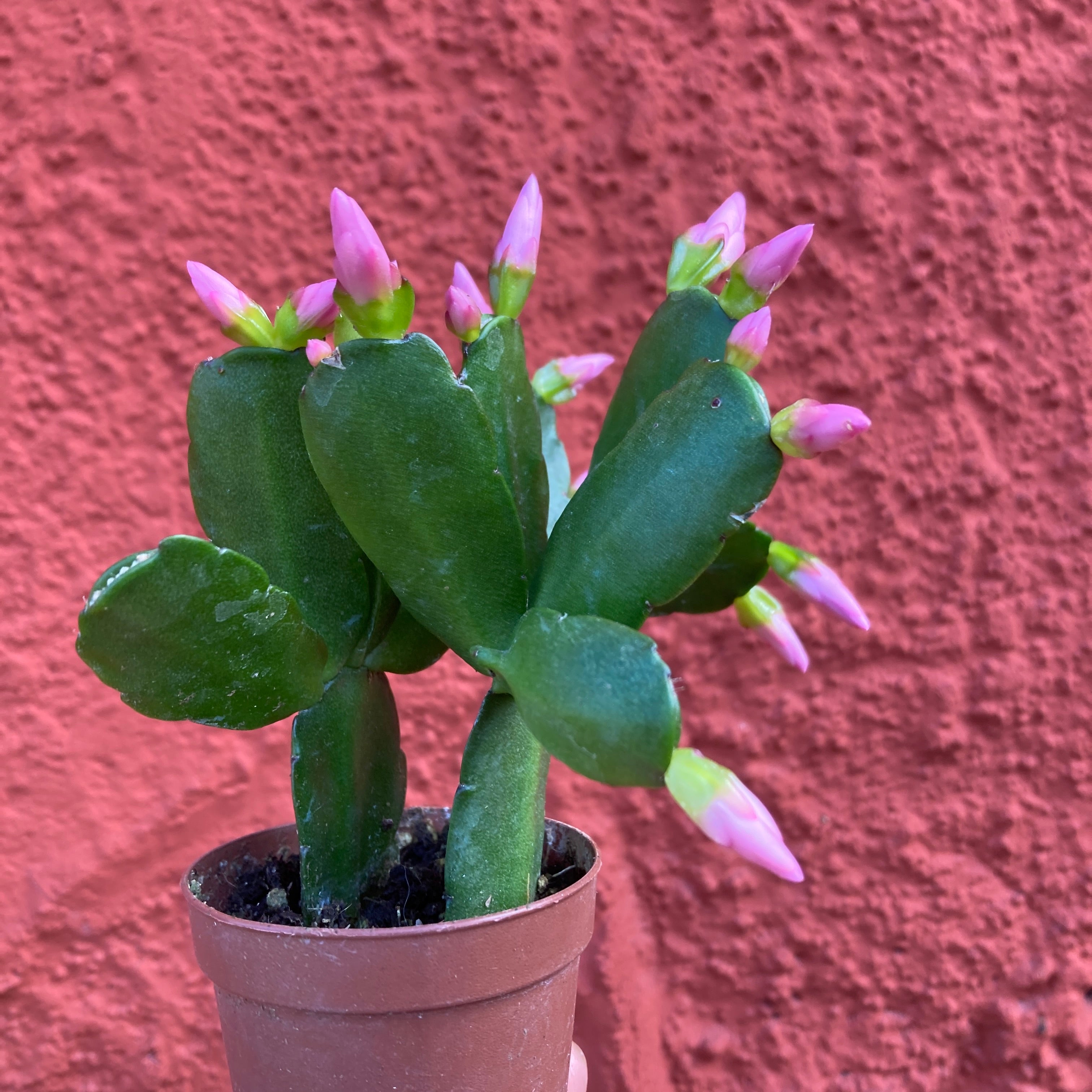 Rhipsalidopsis gaertneri - Easter Cactus – Artemisia Nursery