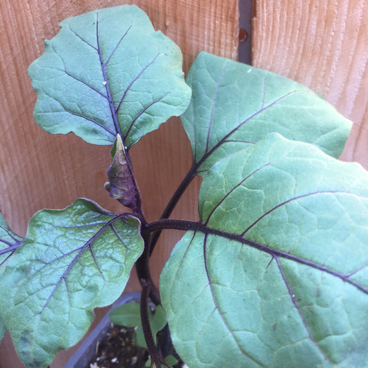Japanese Eggplant