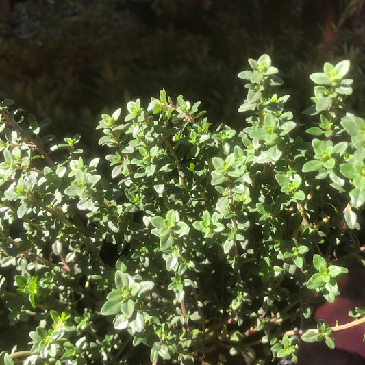 English Thyme