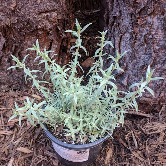 Epilobium canum 'Bert's Bluff' - Bert' Bluff California Fuchsia