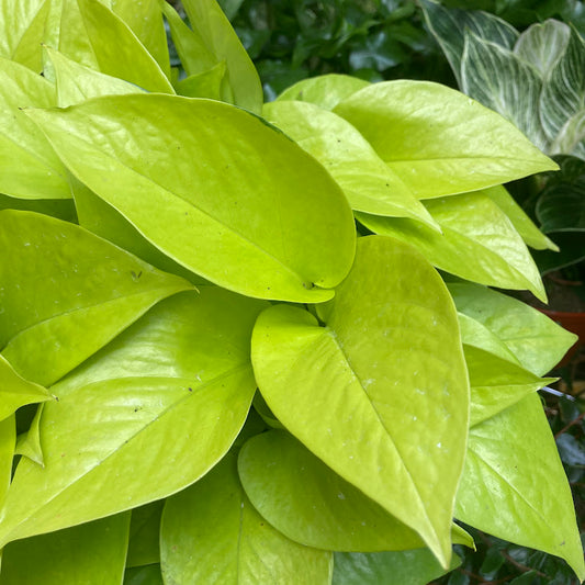 Epipremnum 'Neon' - Pothos