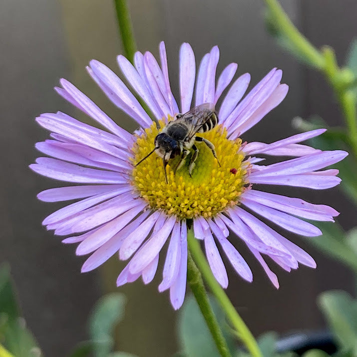 Erigeron glaucus 'WR' - Wayne Roderick Seaside Daisy