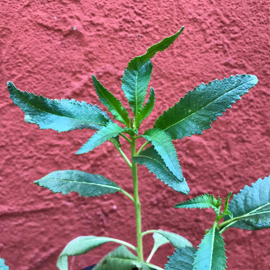 Eriodictyon californicum - California Yerba Santa