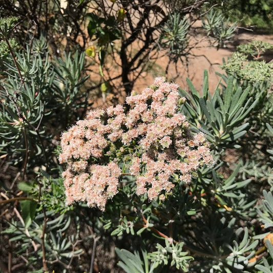 Eriogonum arborescens - Santa Cruz Island Buckwheat