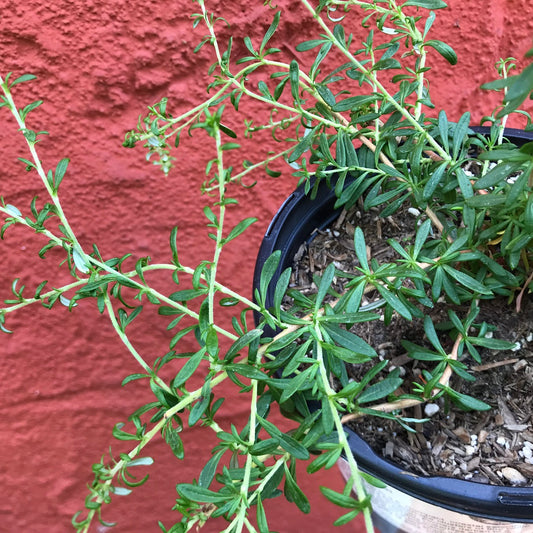 Eriogonum fasciculatum 'Dana Point' - Dana Point Buckwheat