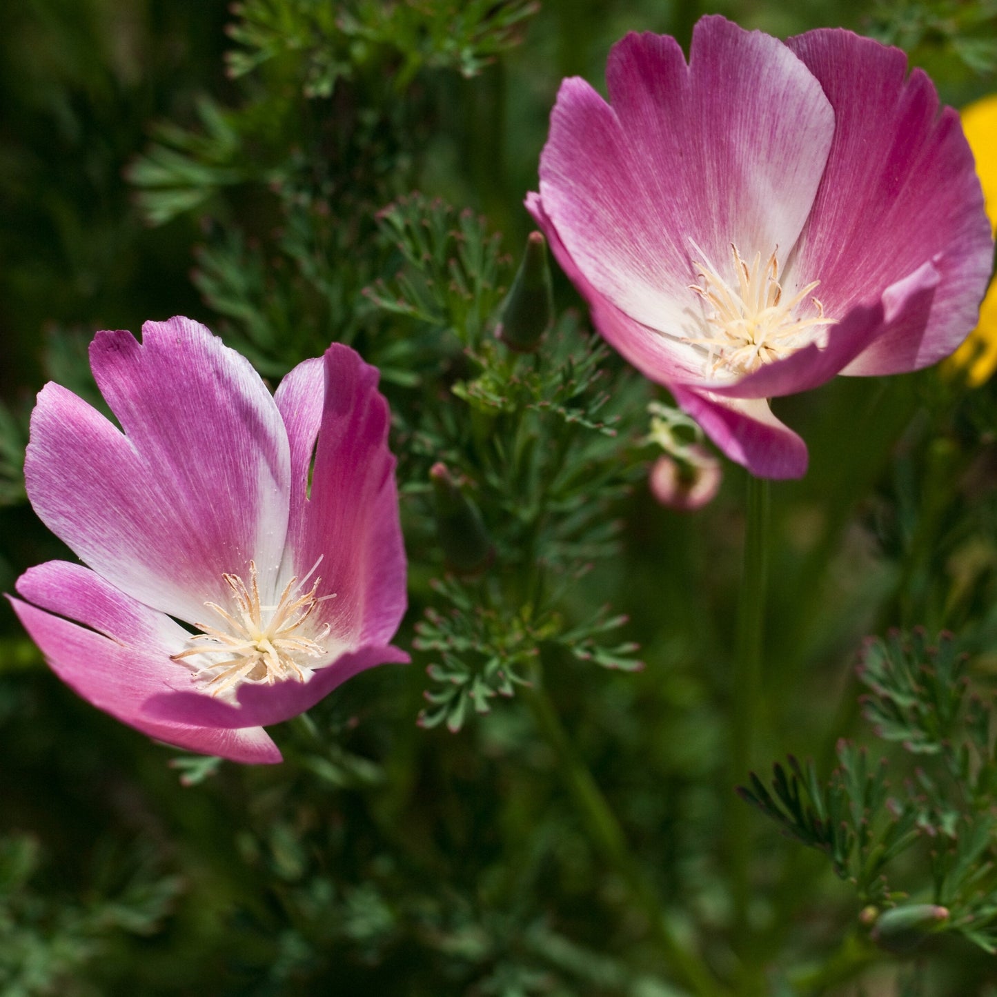 Eschscholzia californica 'Purple Gleam' - Purple Gleam California Poppy