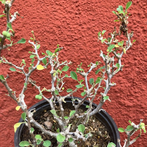 Euphorbia misera - Cliff Spurge