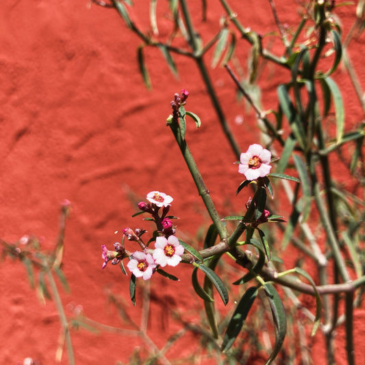 Euphorbia xanti - Baja Spurge