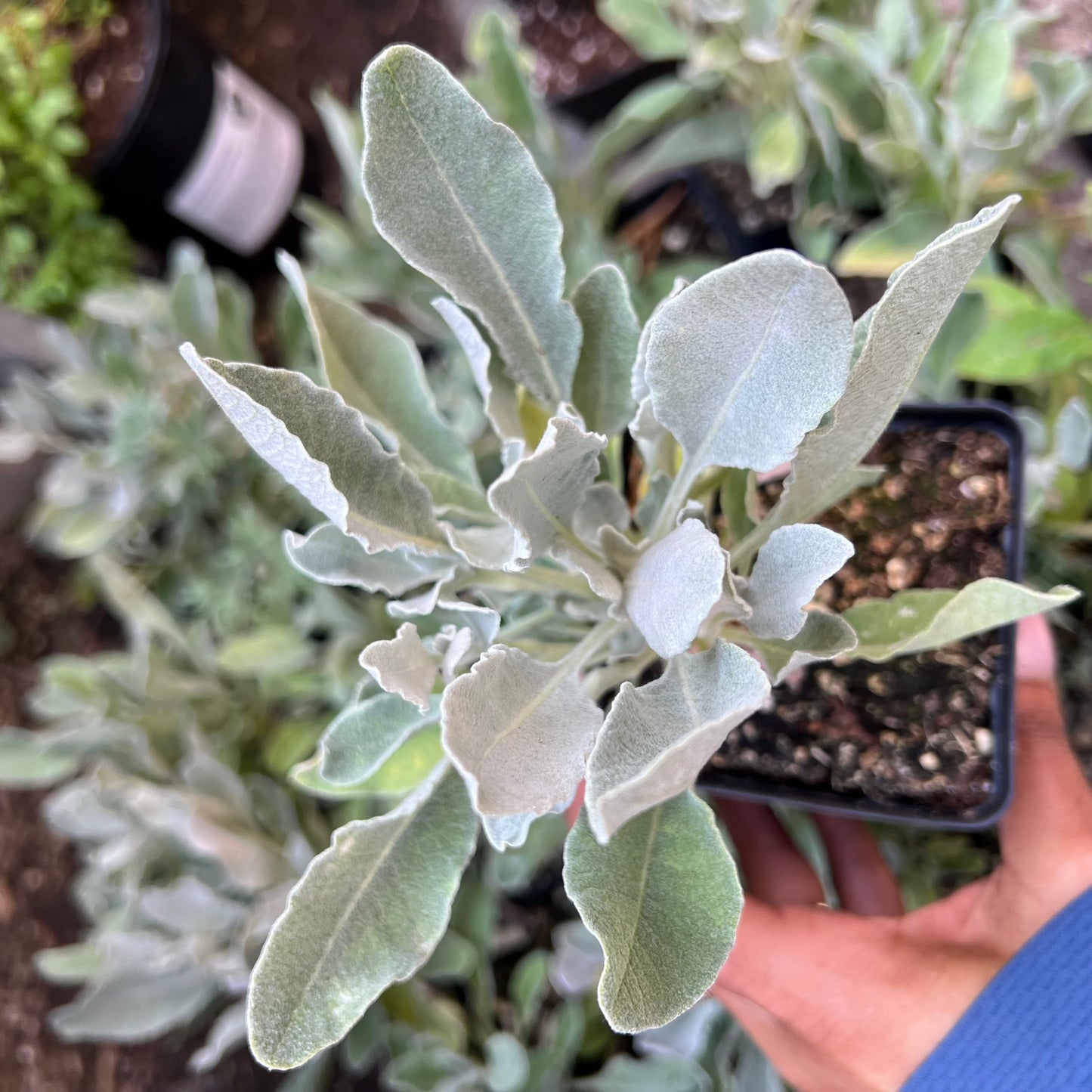 Eriogonum giganteum formosum - San Clemente Island Buckwheat