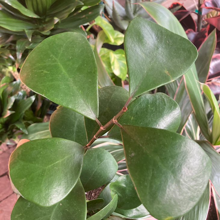 Ficus triangularis - Triangle Fig