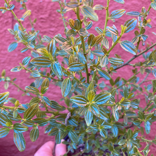 Ceanothus thyrsiflorus -  Blue Blossom California Lilac