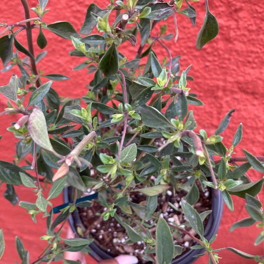 Monardella antonina - Butterfly Mint Bush