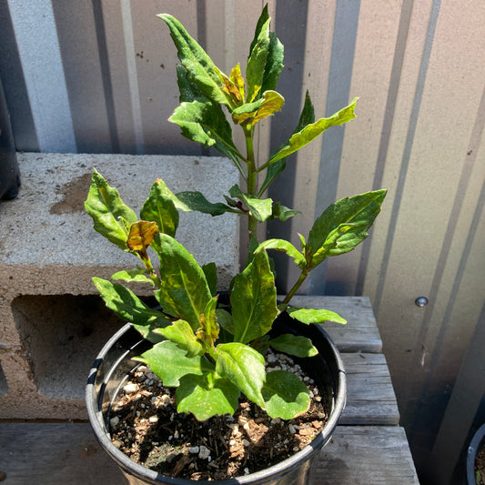Spinach 'Okinawa'